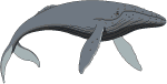 Humpback-Whale.gif