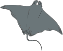 Manta-Ray.gif